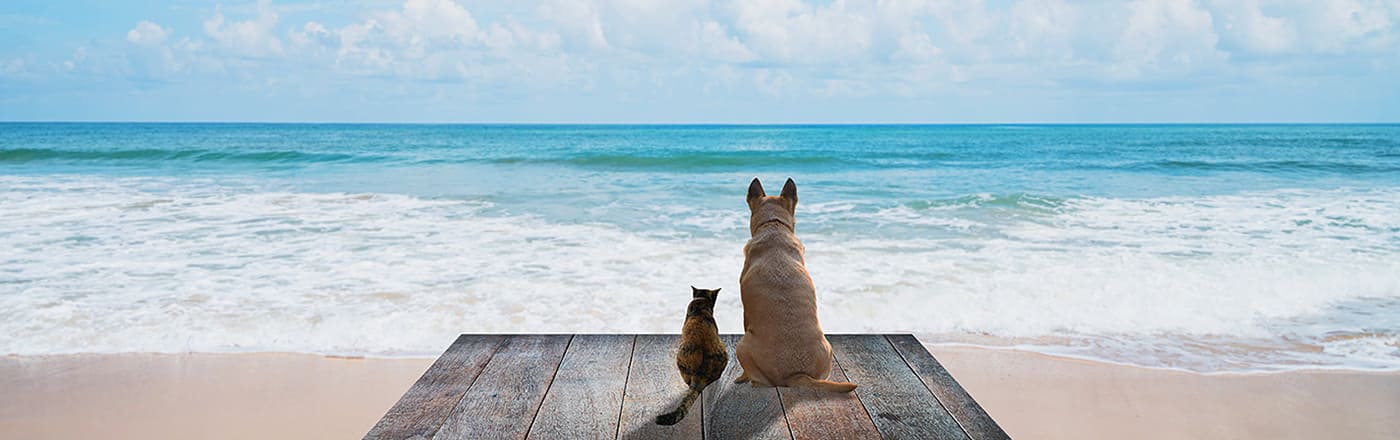 ちょびリッチ攻略ガイド